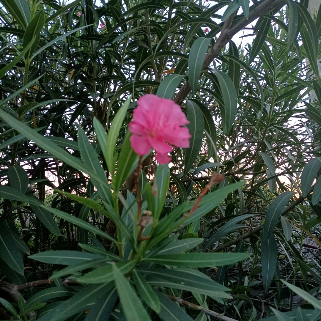 浮
