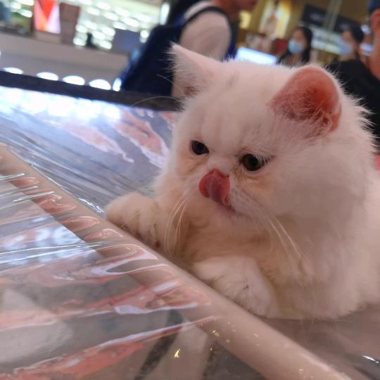 喜东东