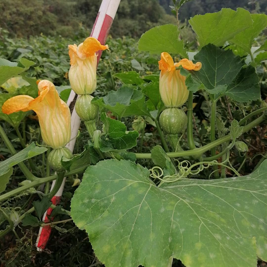 幸运草💞