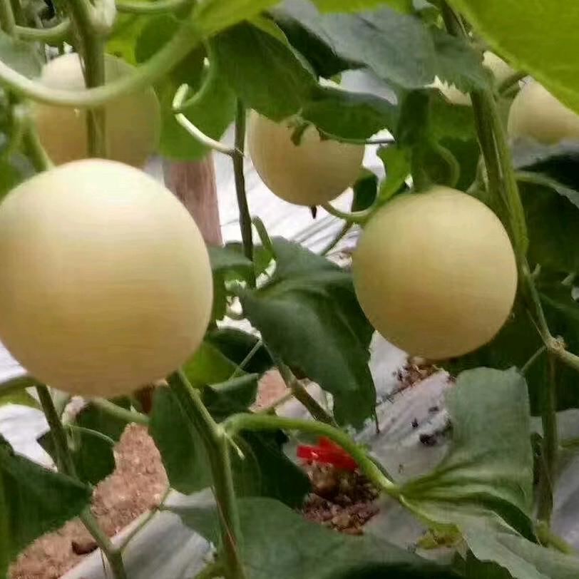 抉择人生，双福果业，水果直销(西安雨潤市