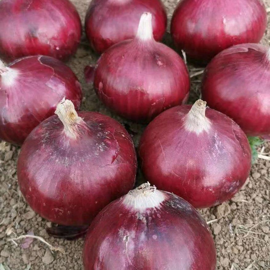 临颍百亩田农业辉哥，专业