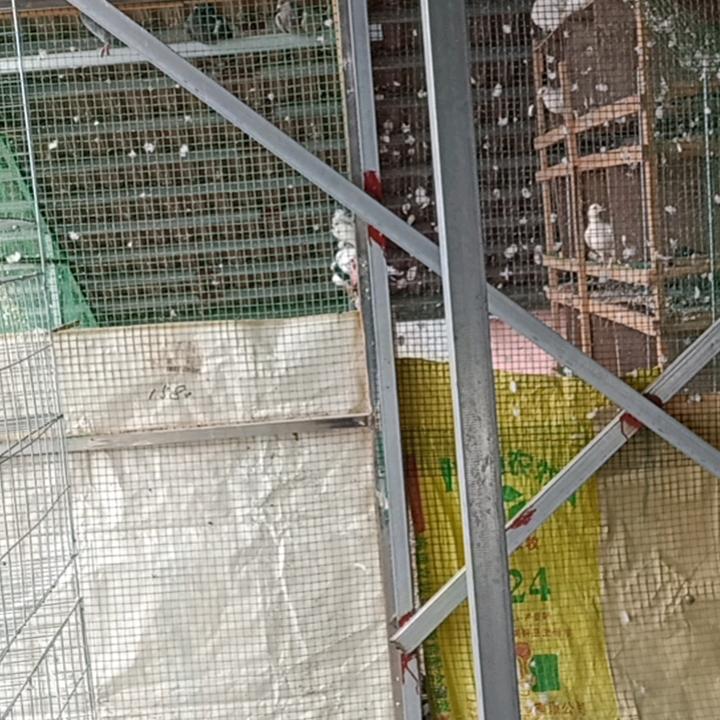 土鸡哥