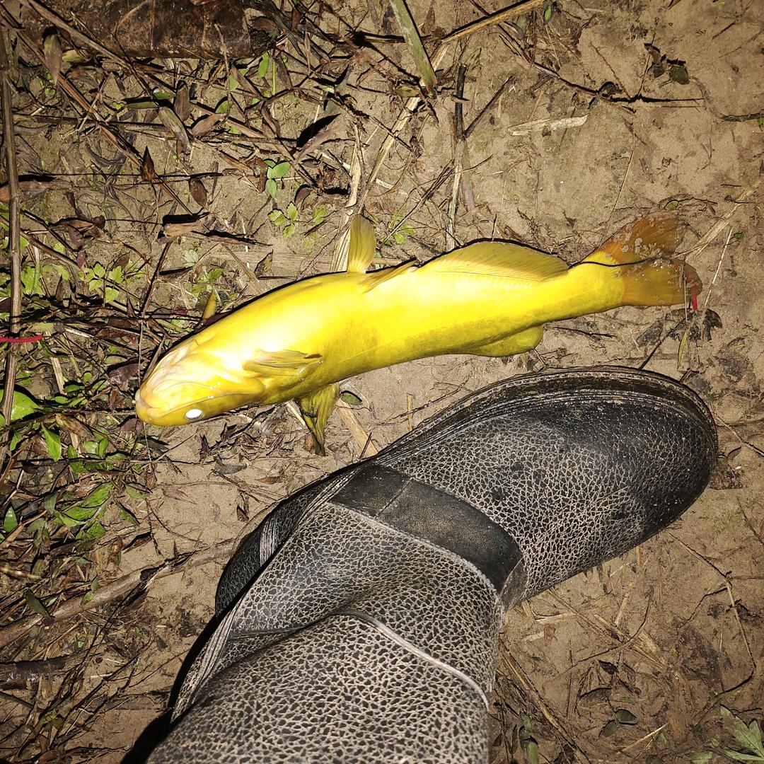 钓鱼~刘刘