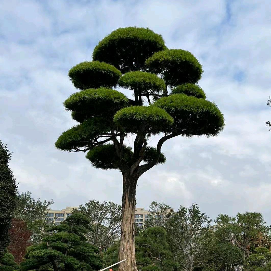 老四盆景