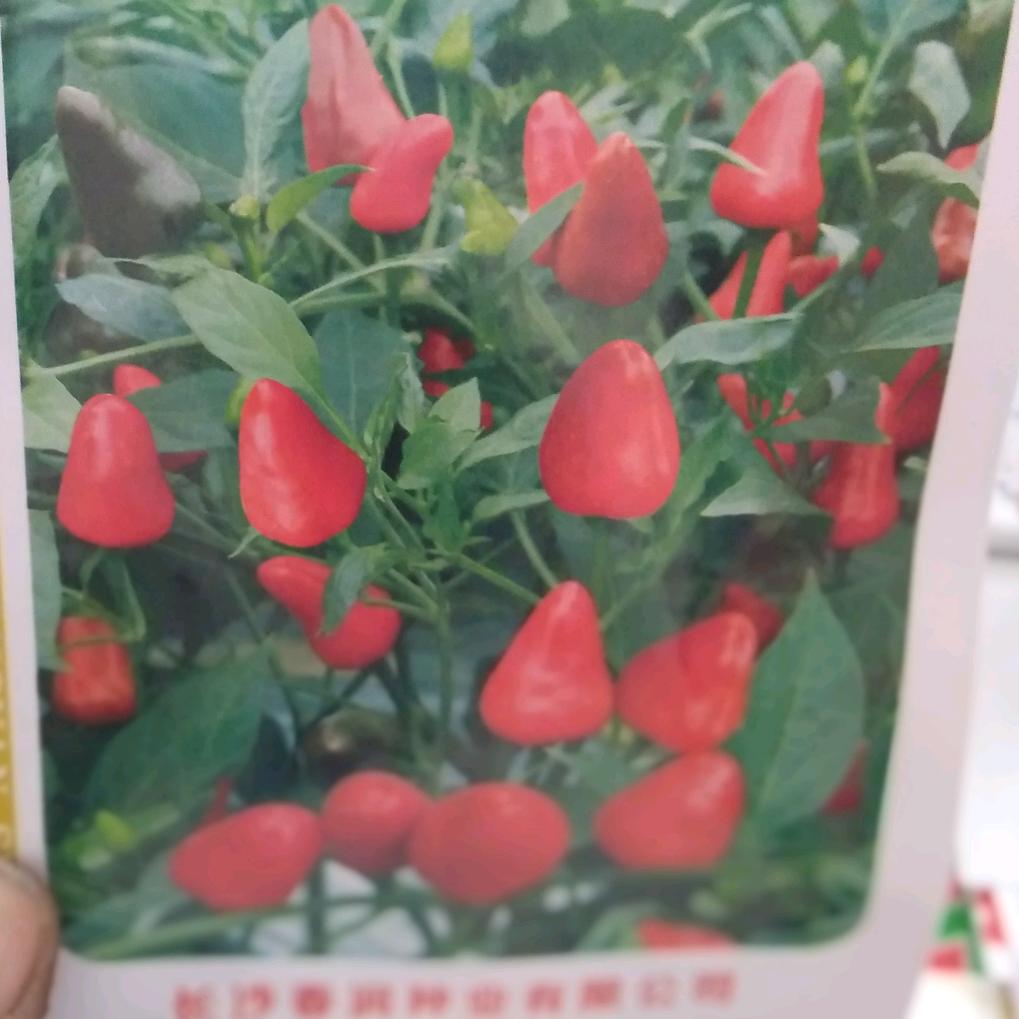 用户2182365195801青柠