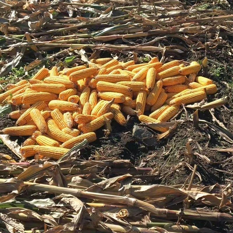 儿时的东北味儿