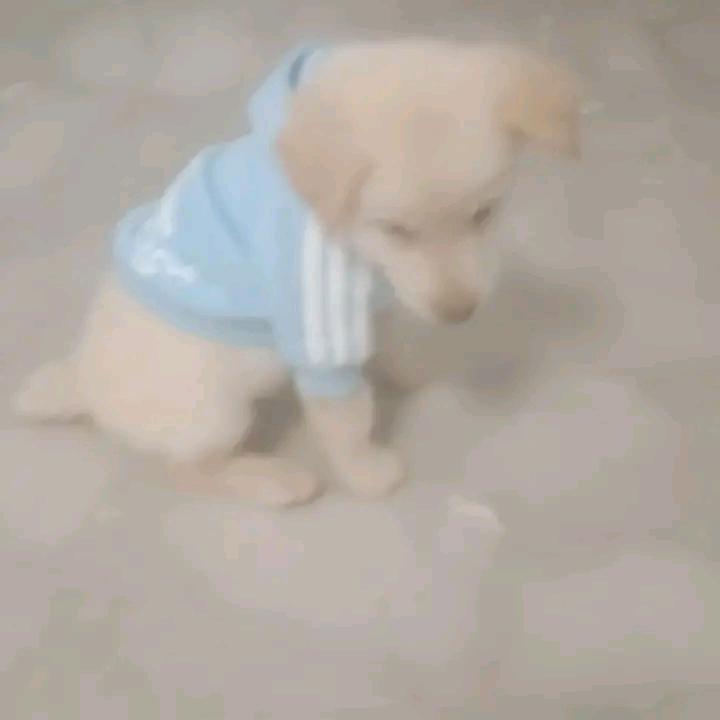 梦雨