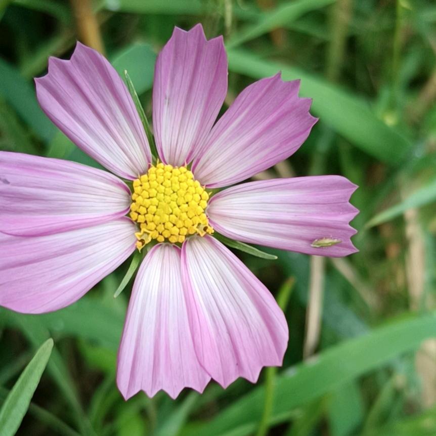 小小花朵ฅ՞•ﻌ•՞ฅ