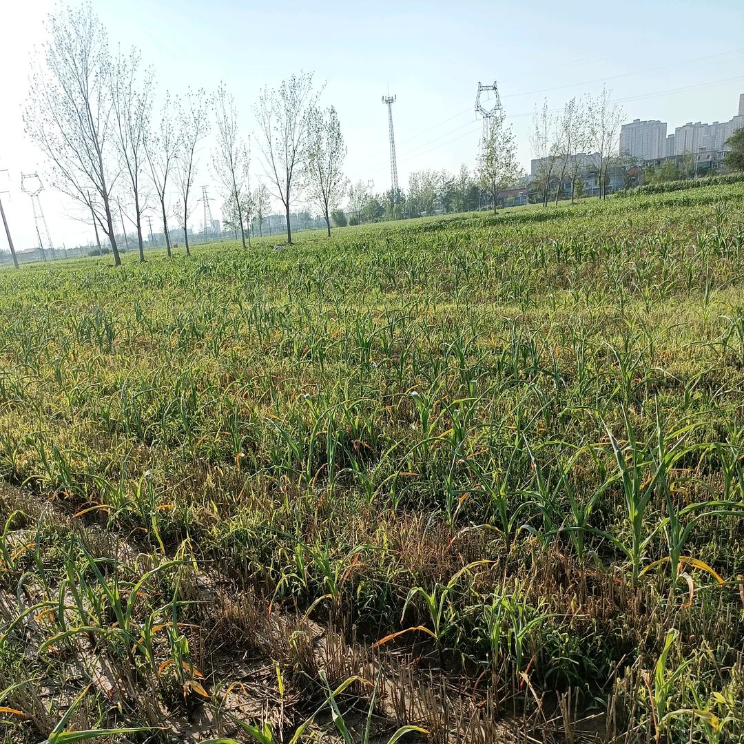 平淡一生