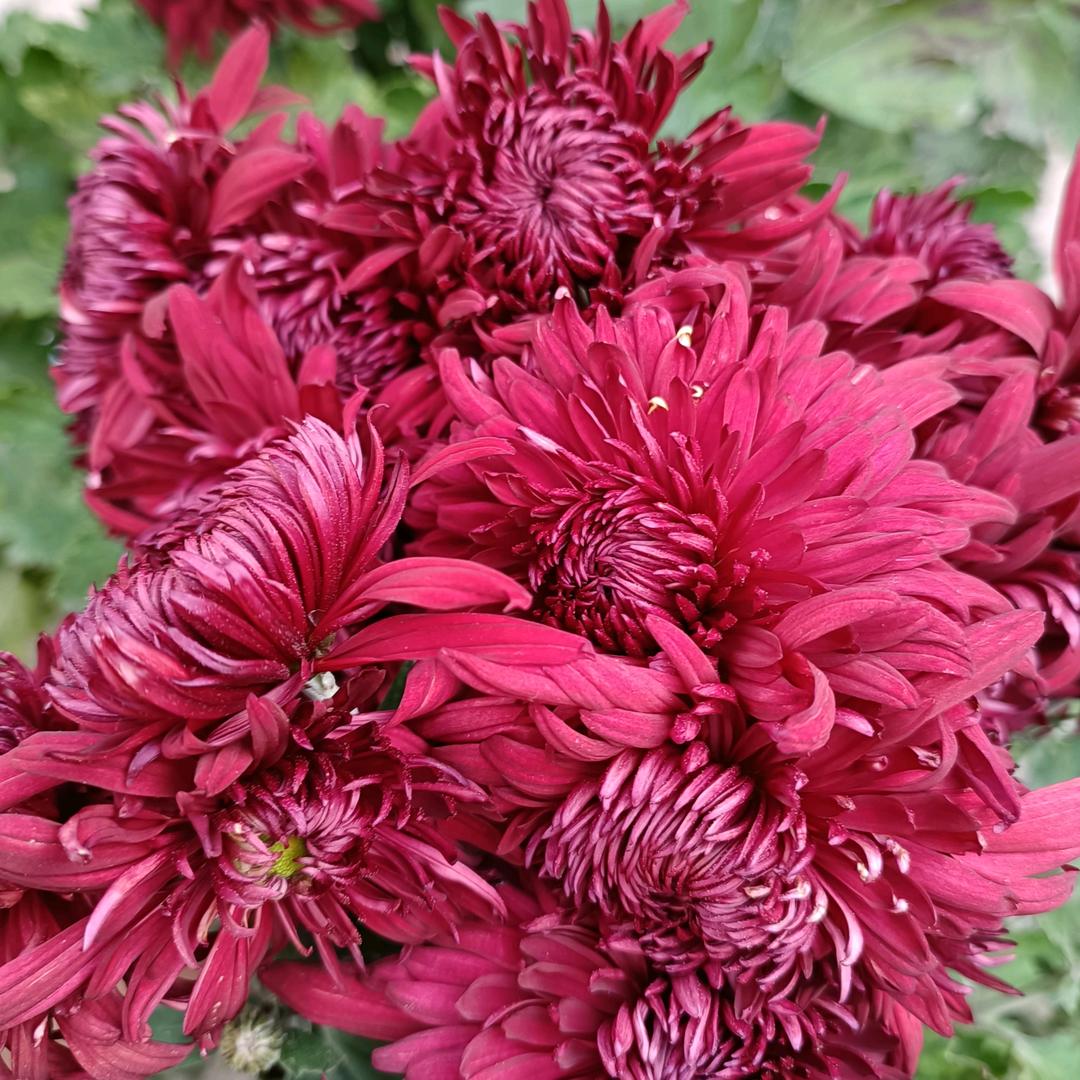 莹茹婷全👩‍👩‍👧‍👦