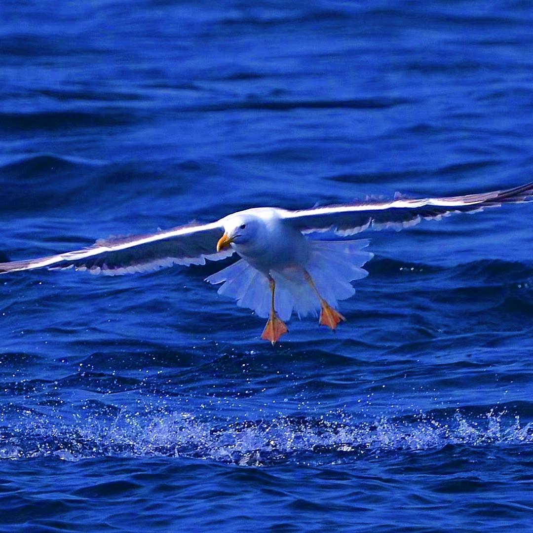 獐子岛渔家傲官方号