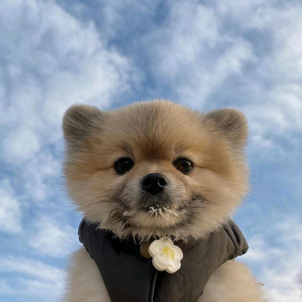 就那位爱卷球的小罗