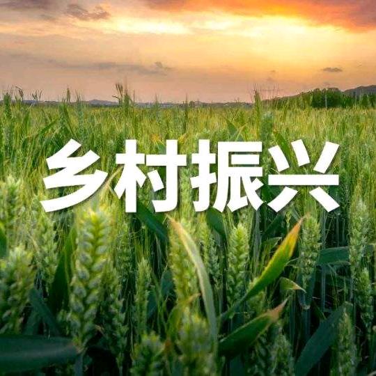小月月