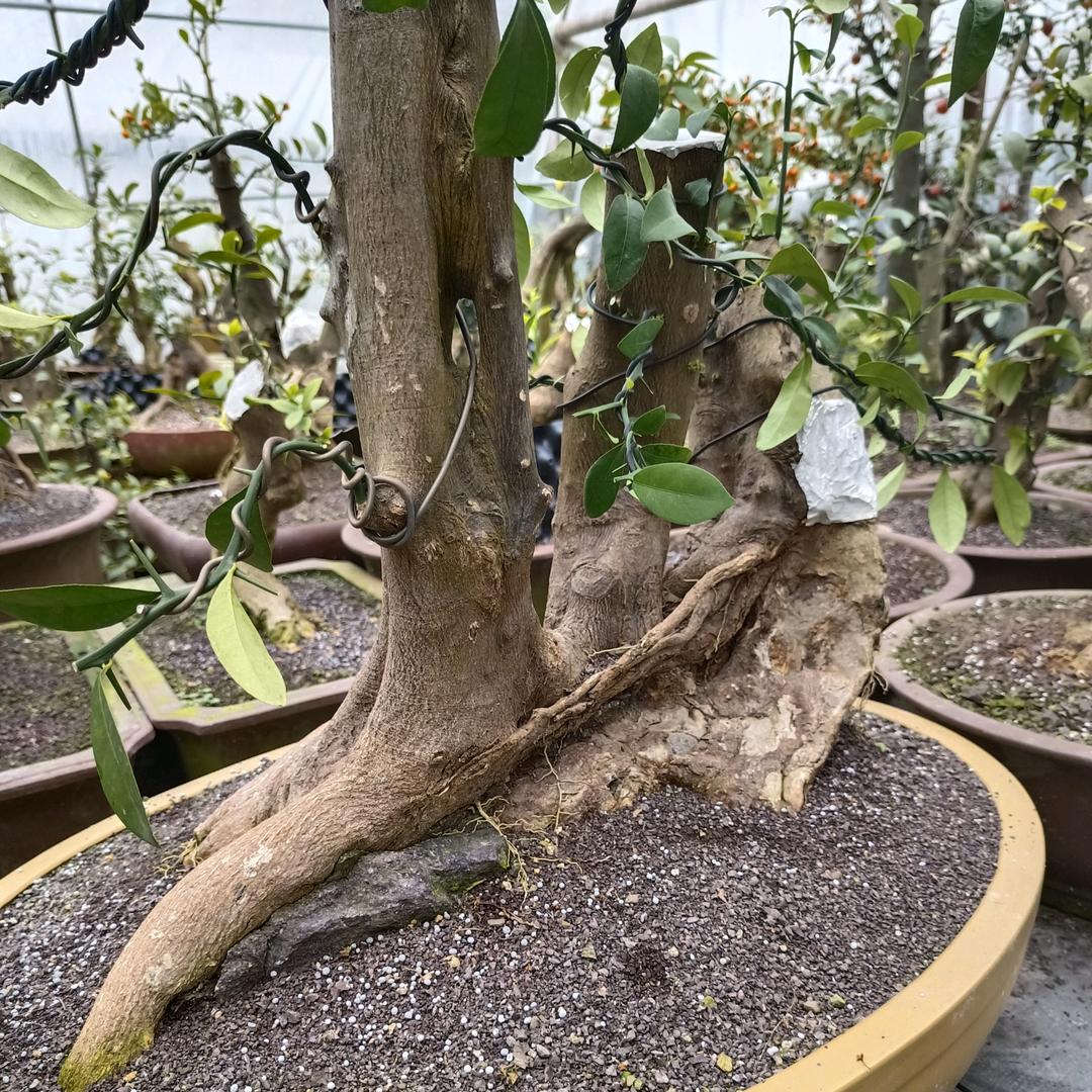 三门豆缘盆景园