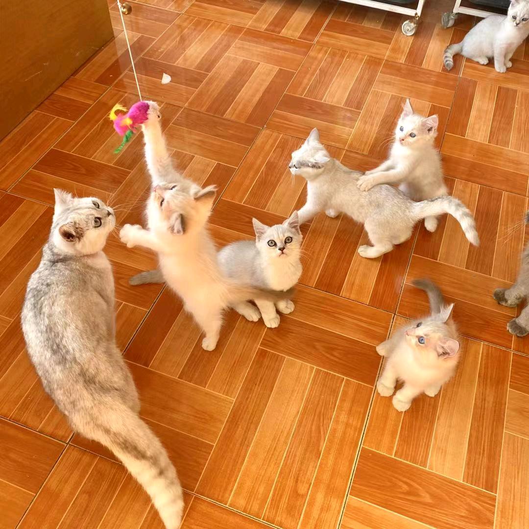 老孟猫犬舍