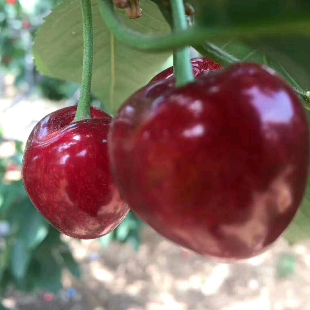 大连樱桃🍒