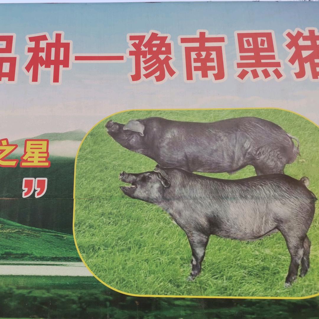 固始鲜鹅块黑猪宝哥