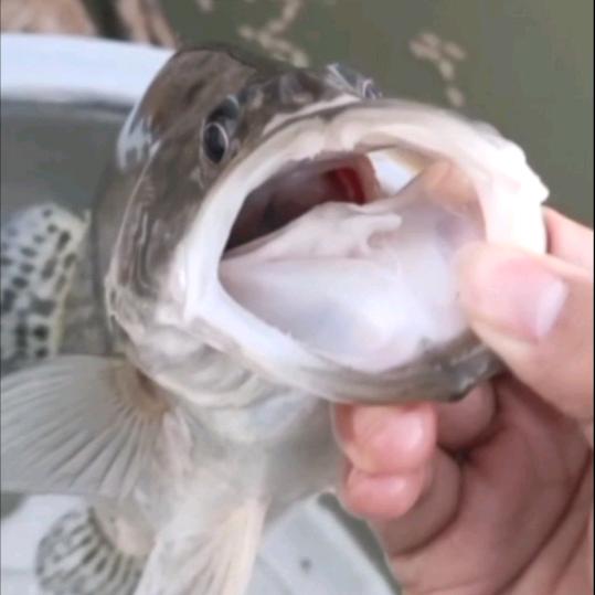 阿升养饲料鳜🎣（鳜鱼驯化池改革）