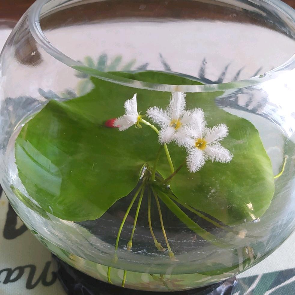 夏夏荷