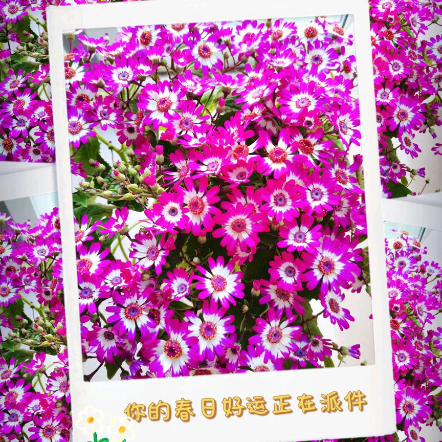铱铱