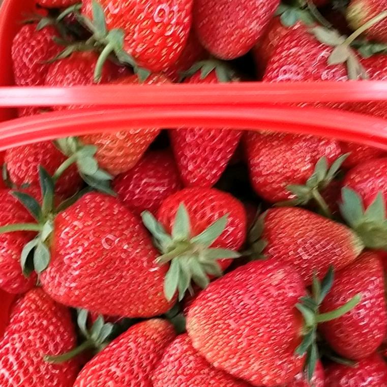 精品莓印象基地