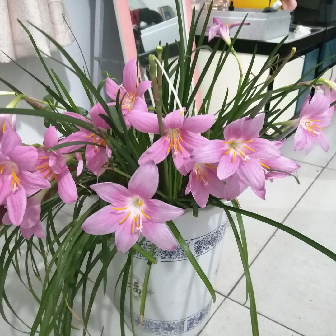 如鱼得水