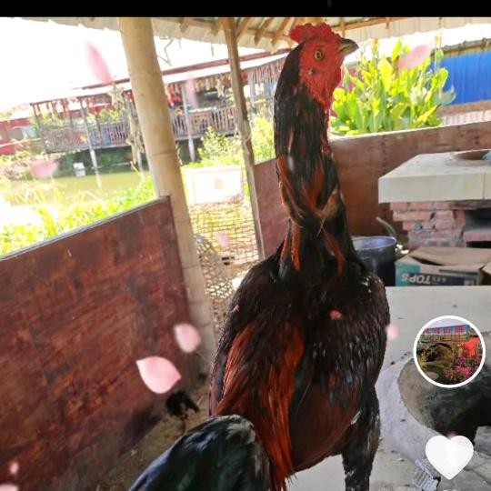 风之子0lk来Ah, ah!How 请我