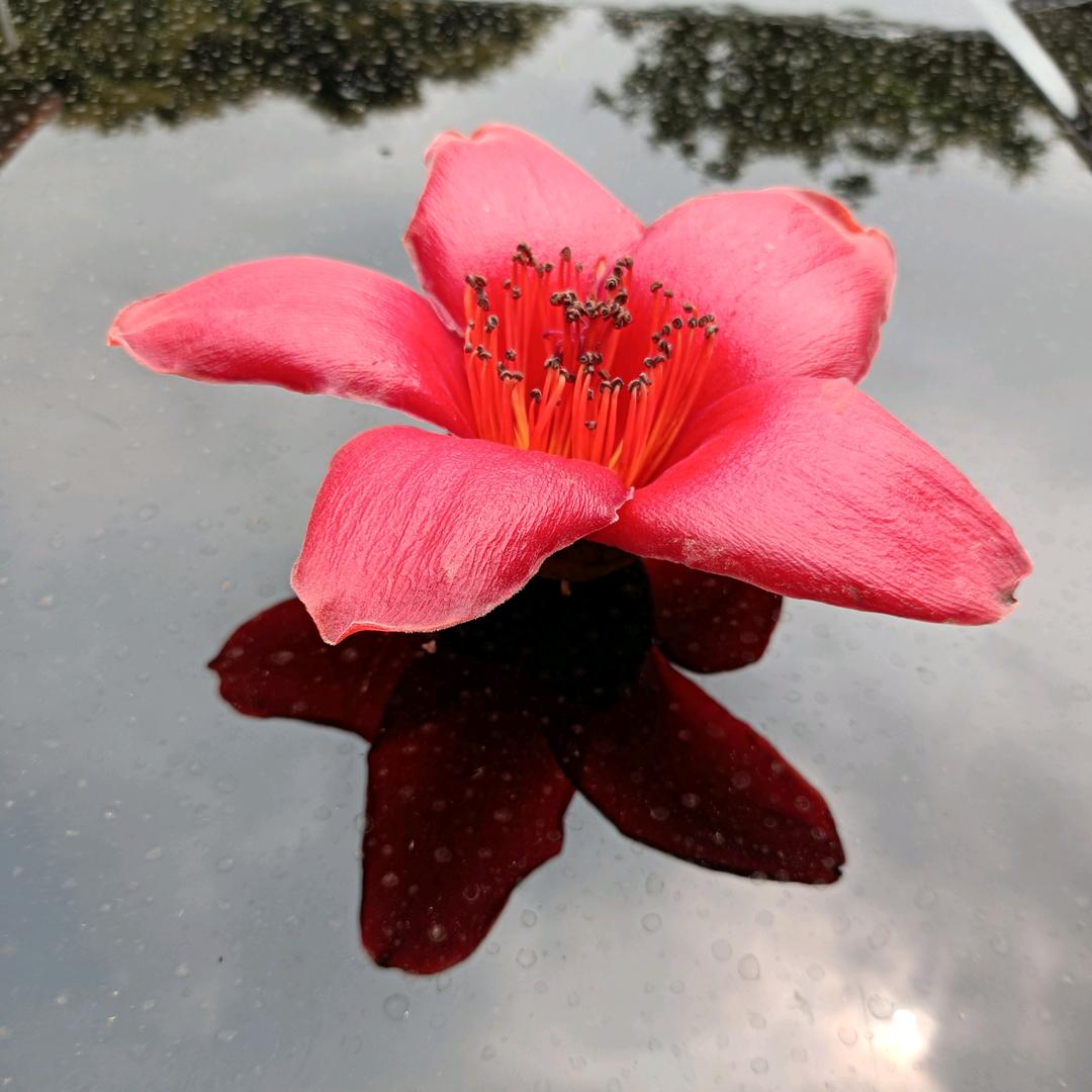 🍬糖葫芦