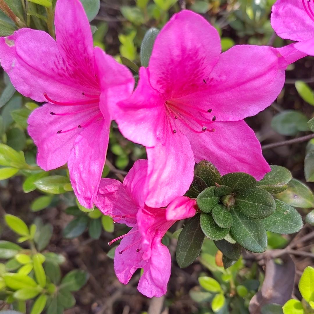 (ง ͠° ͟ل͜ ͡°)ง💋🌺ᕙʕ