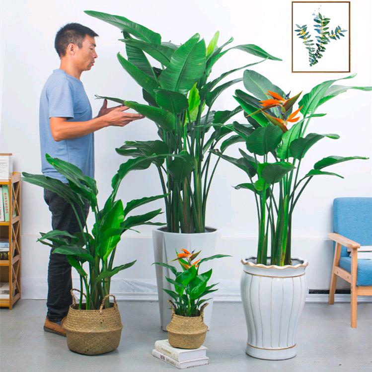 河南农大金科花业