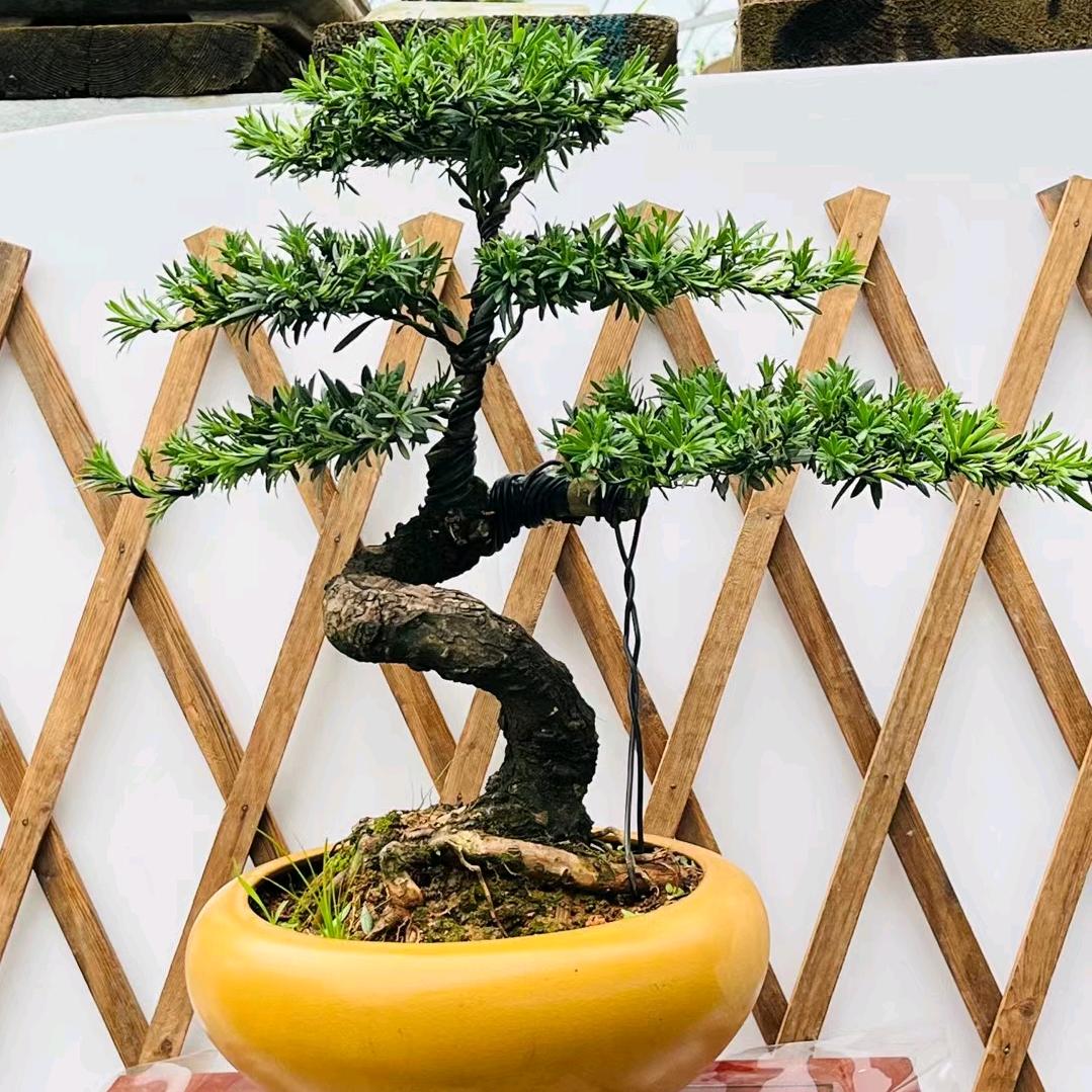 水云阁园林绿化