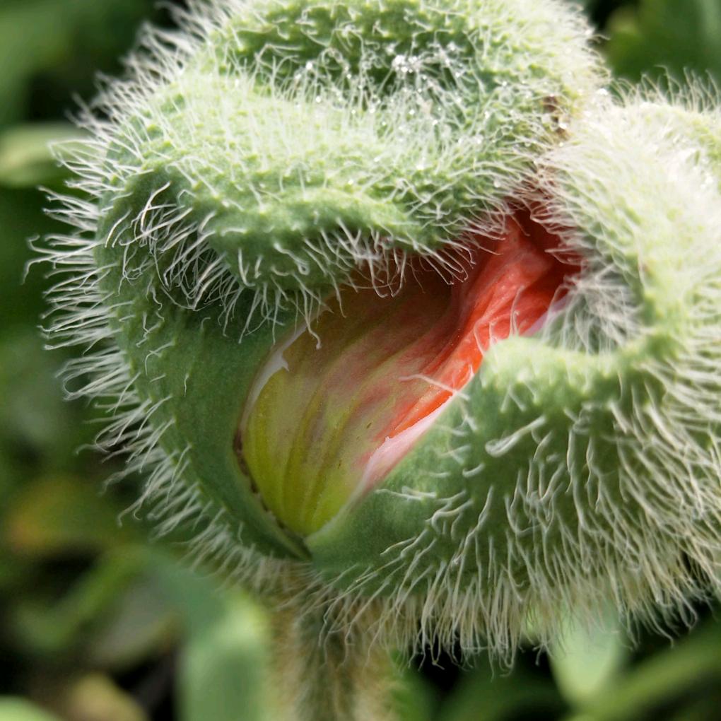 🌾࿐芬ღ🍀᭄ꫛ芳࿐🍃 专做眉眼唇