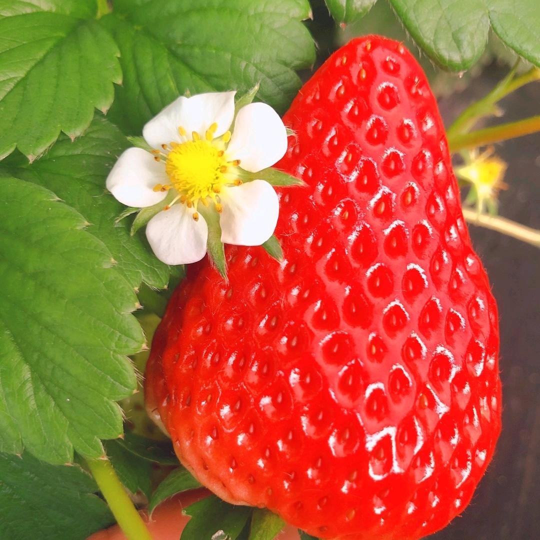 小胖丹东久久草莓