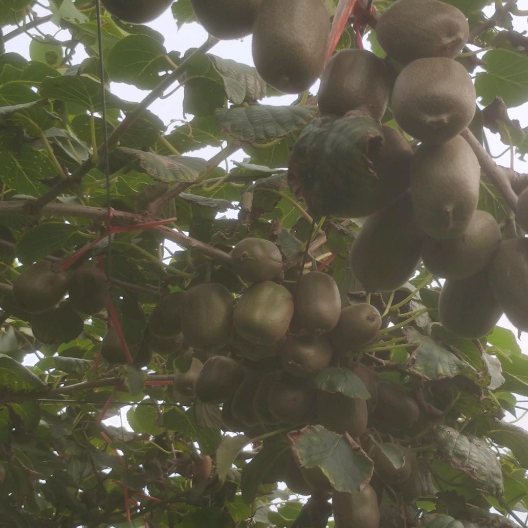 平邑晨光石材美容，猕猴桃采摘园