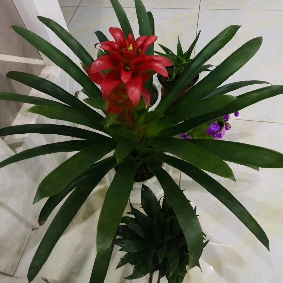 天乐旋翼麻将机生产厂家  梅姐