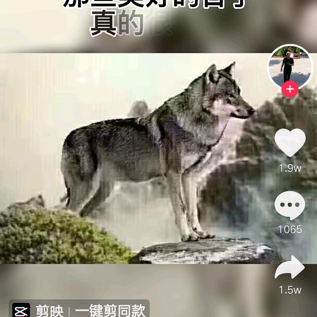 孤独的狼