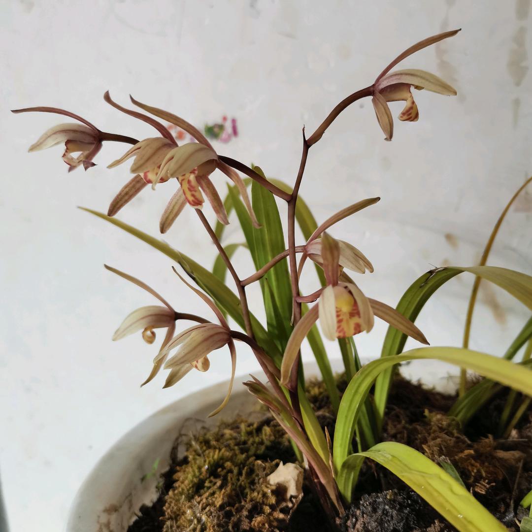 袁哥偶遇潘金莲