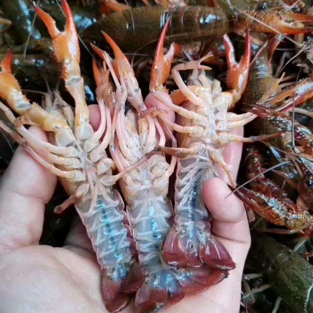 武汉辉锅水产