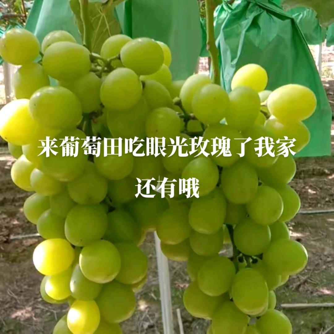 我姓王，王者天下