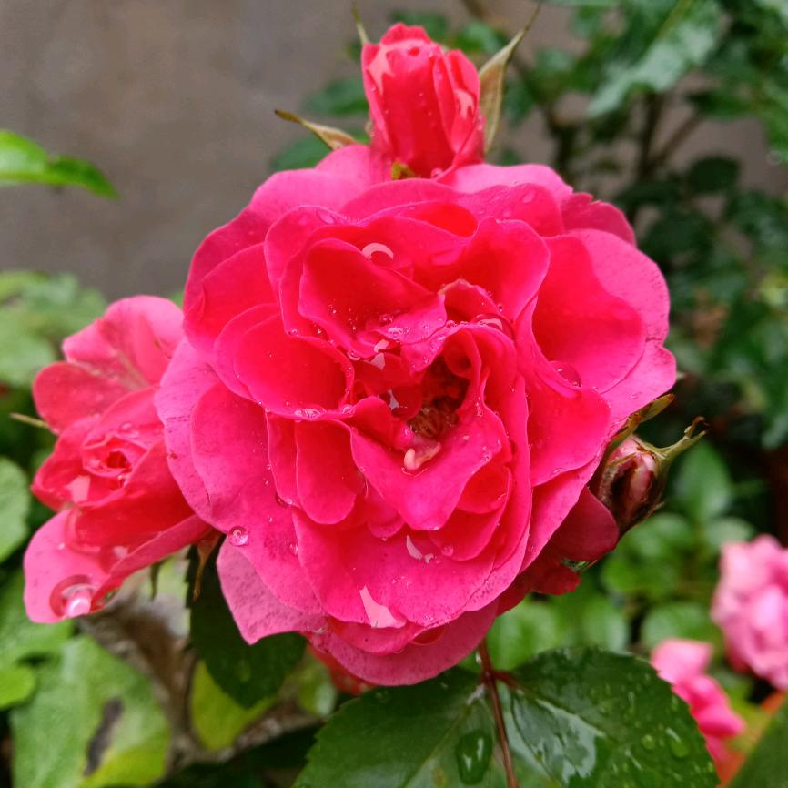 玫瑰花🌹🌹🌹