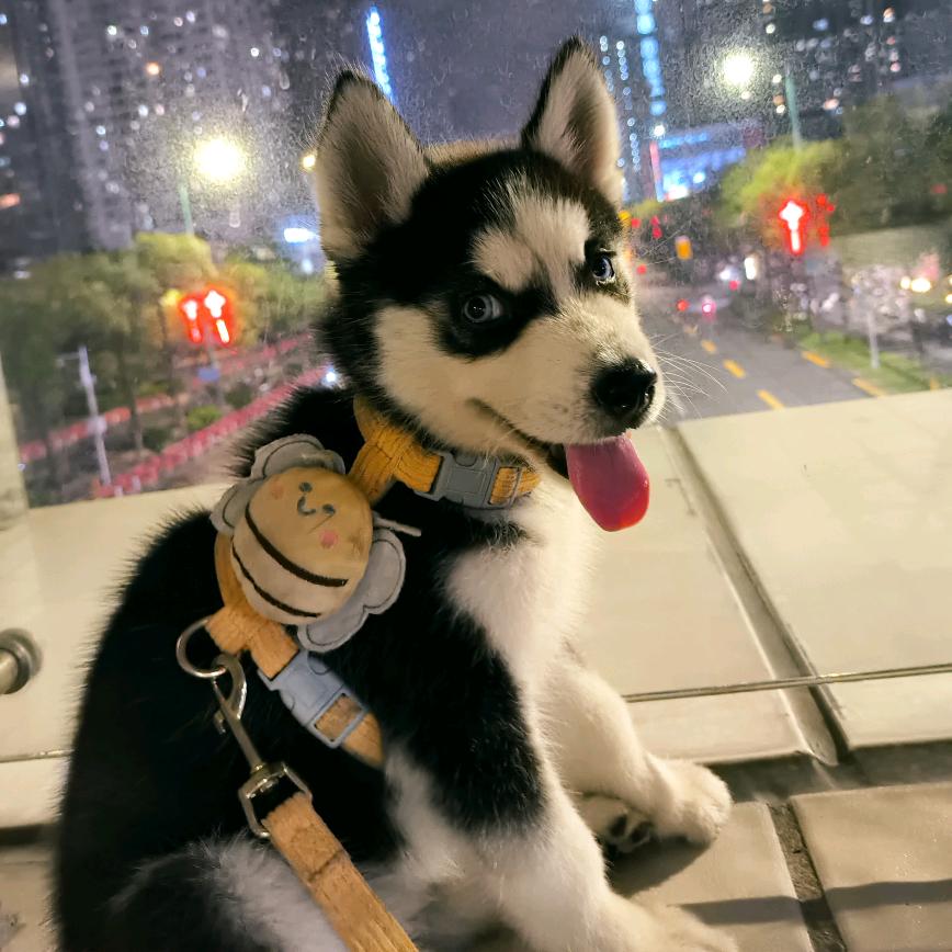 汤圆是个二哈啊🤭