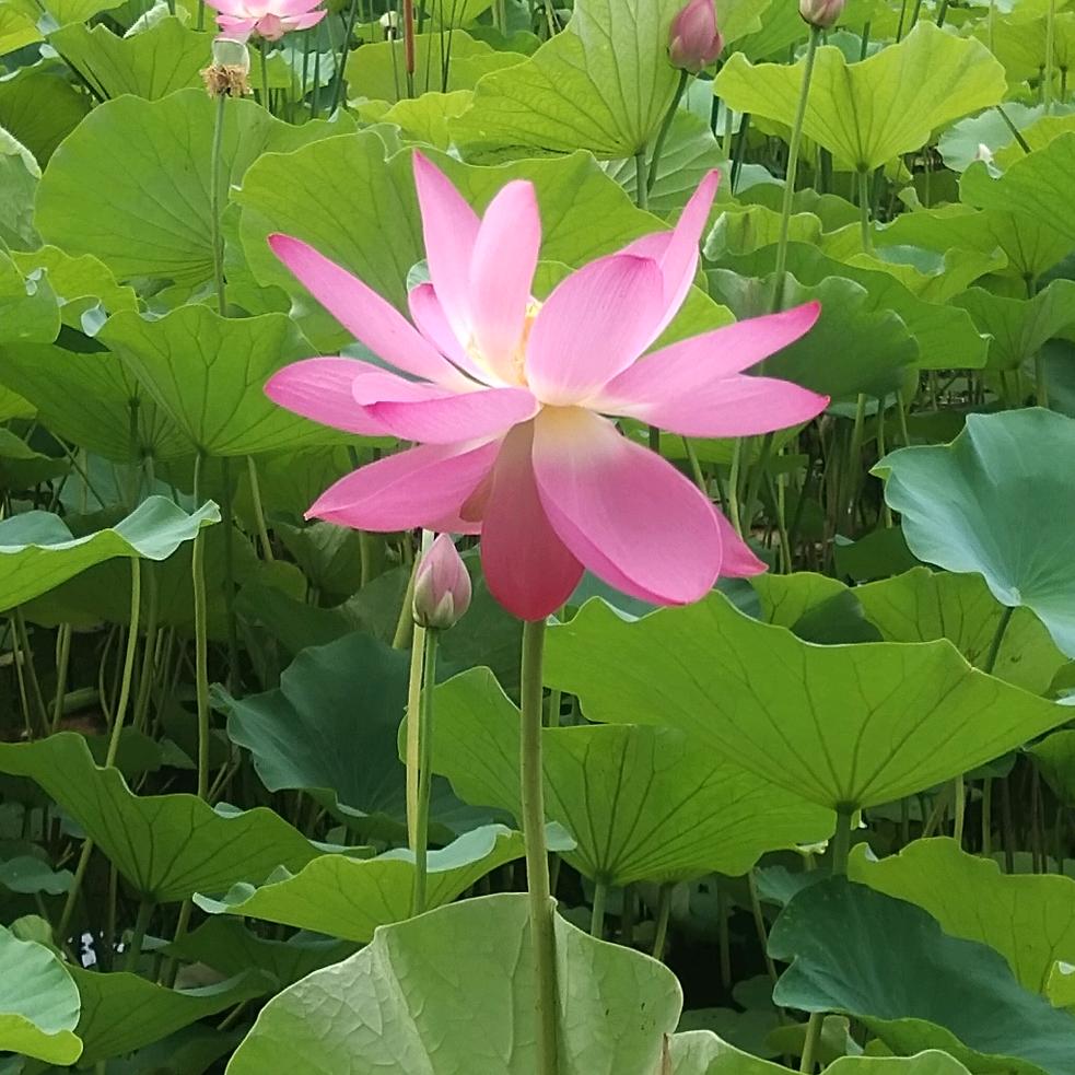 还是那么喜欢你