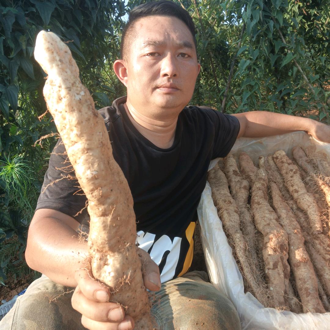 瑞昌山药(山药胖)