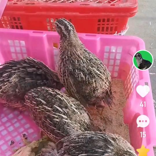 高村早餐哥