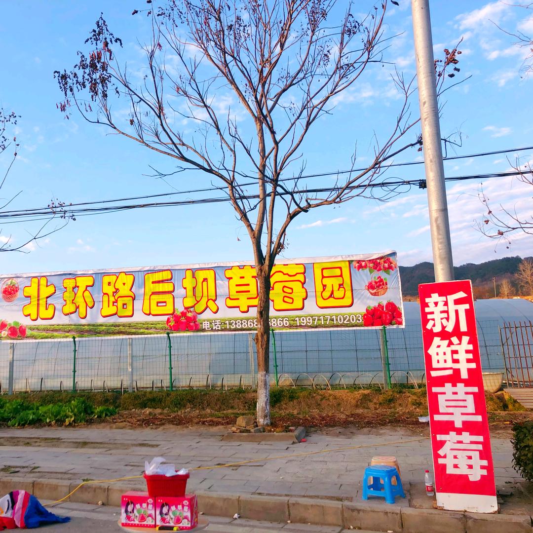 北环路后坝草莓园🍓🍓