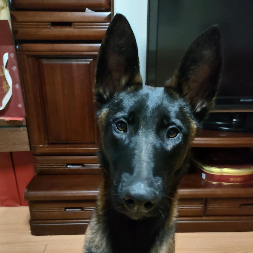 马犬元宝
