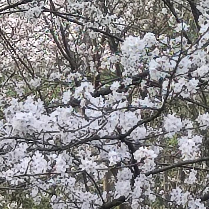 花开富贵，