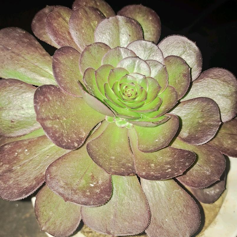 佛教师傅  肖鉴钦