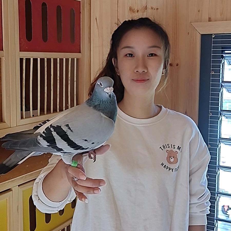 天成鸽具