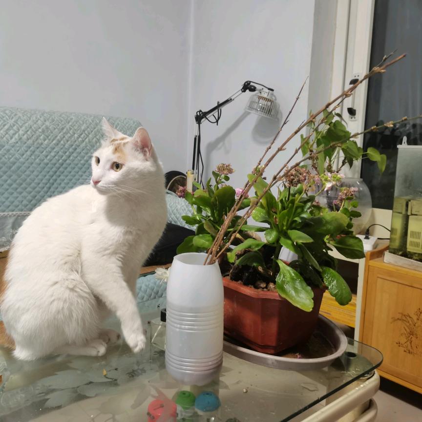 晶莹群